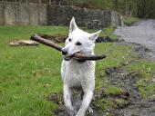 Hund mit Stöckchen