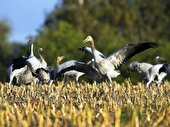 Fischland-Darss-Zingst Kraniche