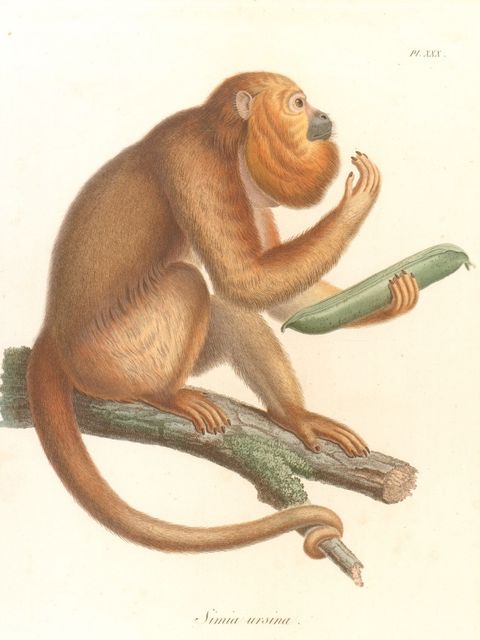 „Alexander von Humboldt. Tierleben“, Friedenauer Presse 2019 (Bild: Sarah Bärtschi)