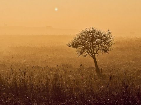 Klaus Wißkirchen, Mein Freund, der Baum, 2011, Fotografie (Bild: Klaus Wißkirchen)