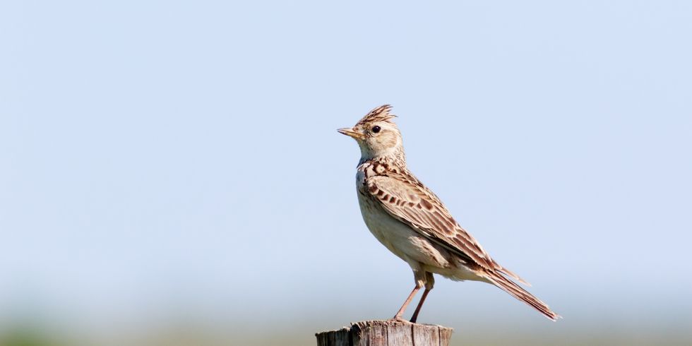 Feldlerche (Alauda arvensis) auf einem Zaunpfahl. Der Hintergrund ist unscharf und zeigt die Horizontlinie von Feld auf Himmel