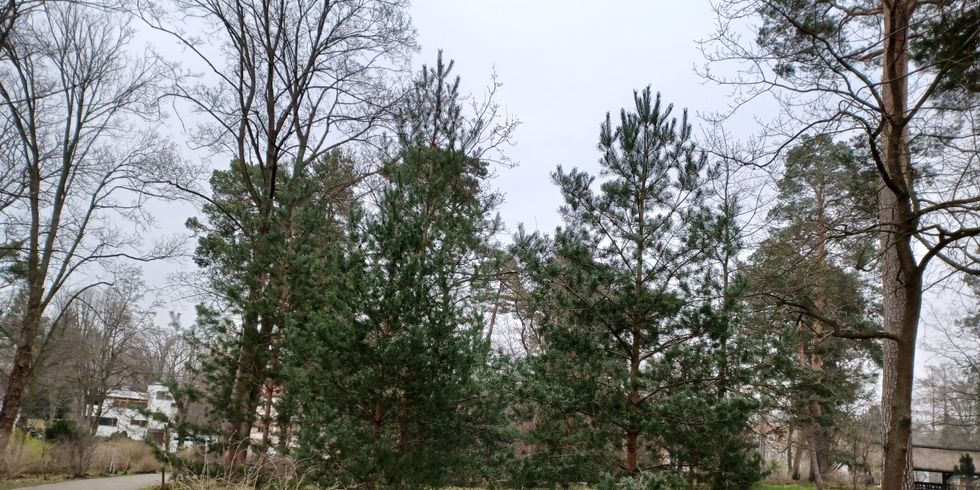 Von den Fällungen am stärksten betroffen: der waldähnliche Messelpark.