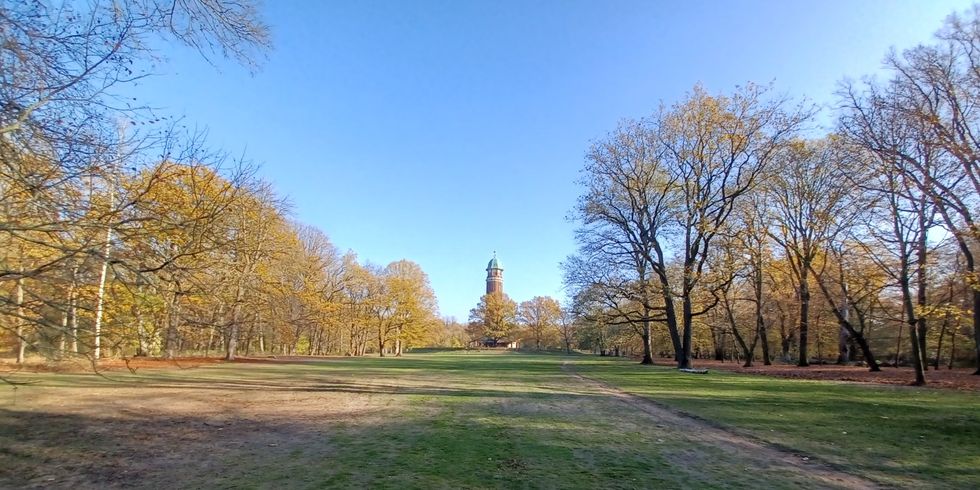 Wiesenfläche Volkspark Jungfernheide
