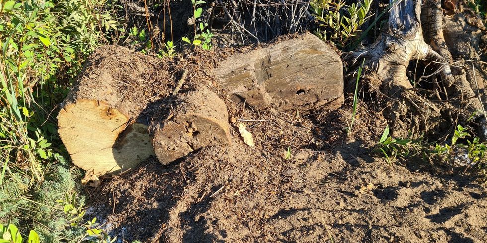 Rote Waldameise umgesiedelt - Neues Ameisennest erfolgreich angenommen