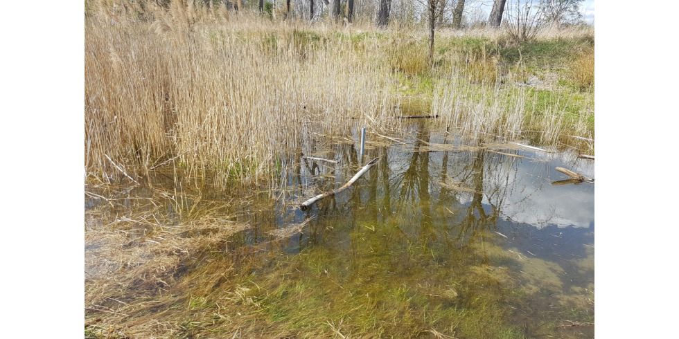 Feuerwehr-Einsatz zur Rettung der Knoblauchkröte_Annenpfuhl Wasserstand