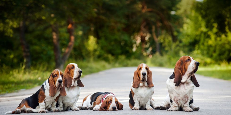 Basset Hunde sitzen auf der Straße