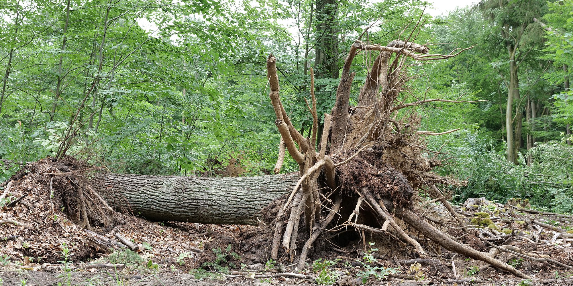 Sturmschäden im Tegeler Forst
