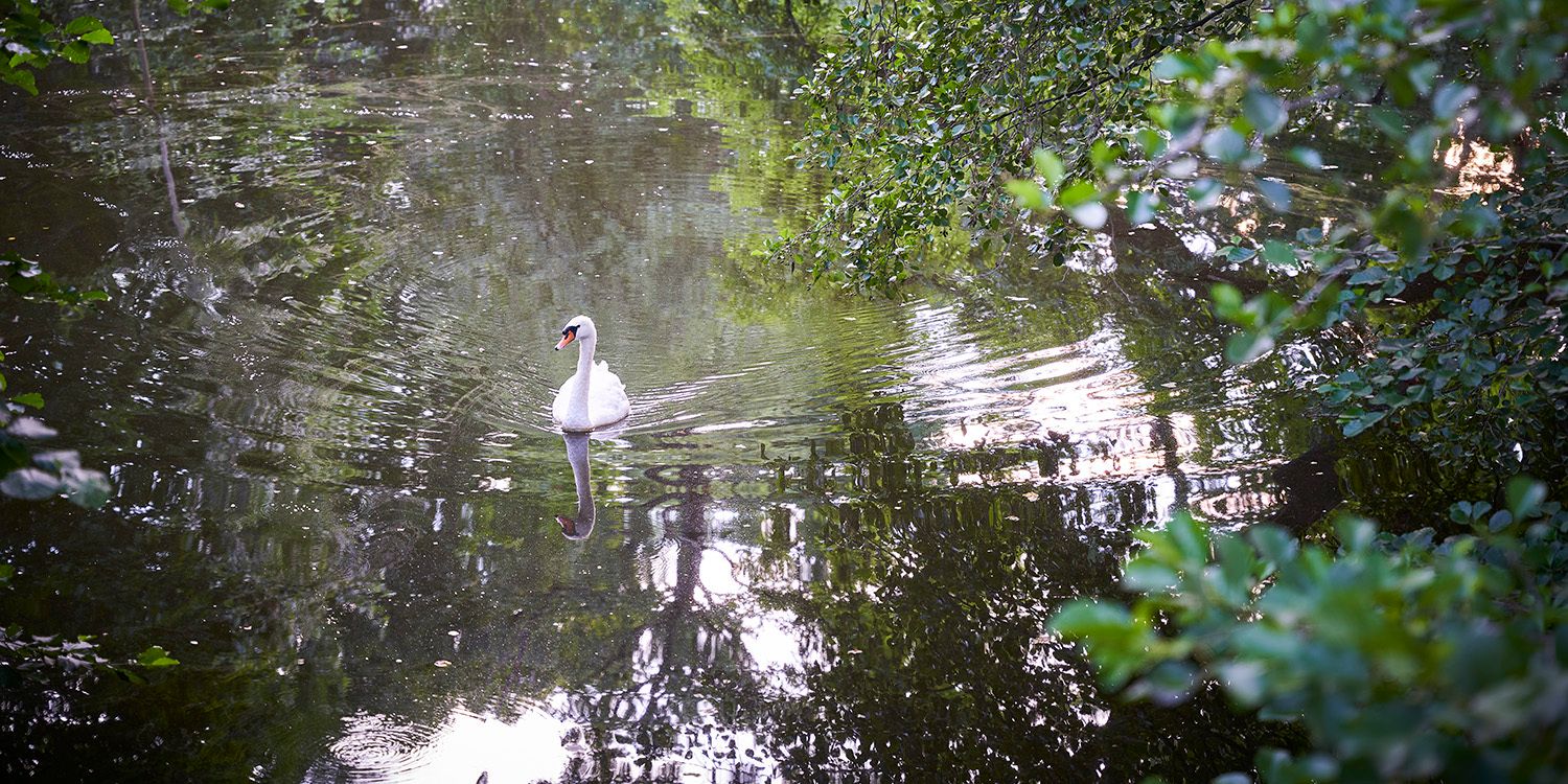 Schwan auf See