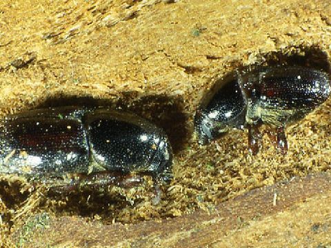 Ungleicher Holzbohrer: Käfer