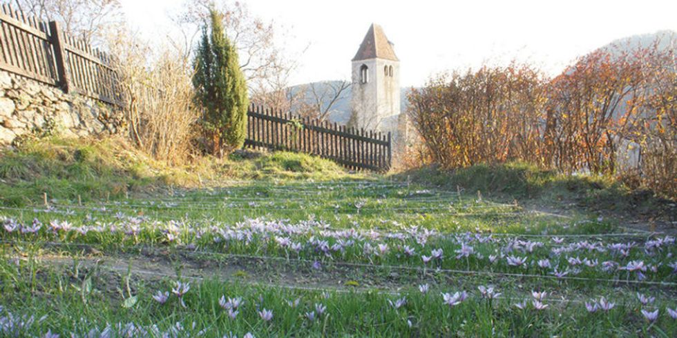 Safran-Anbau in Dürnstein