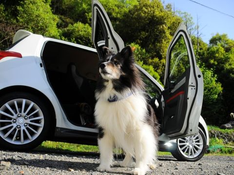 ein Hund, der vor einem offenen Auto sitzt