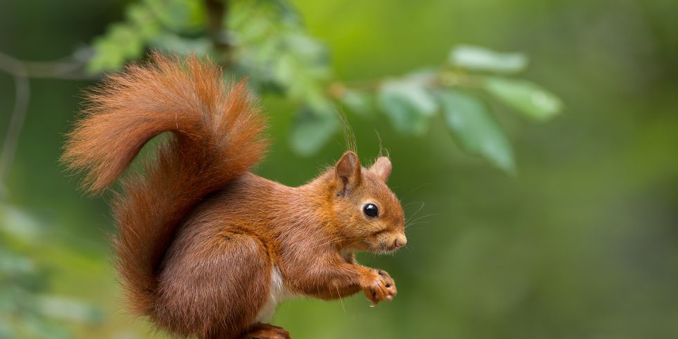 Eichhörnchen sitzt auf einem Baumstumpf