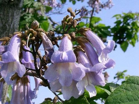 Bildvergrößerung: Blüten des Blauglockenbaumes 