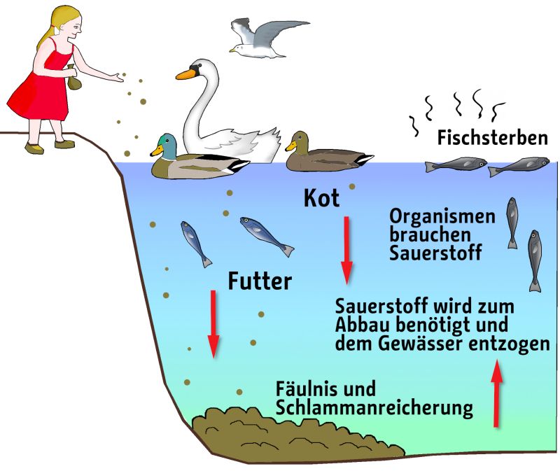 Grafik, die die negativen Folgen der Nährstoffeinträge durch das Füttern von Wasservögeln für ein Gewässer zeigt