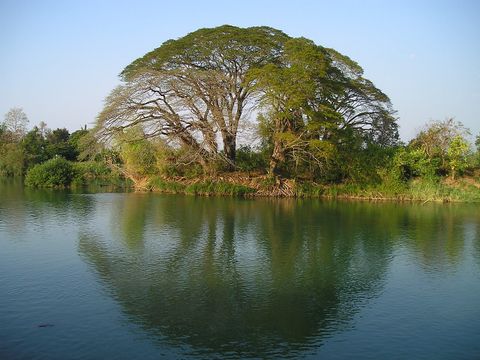 Baum in laotischer Landschaft