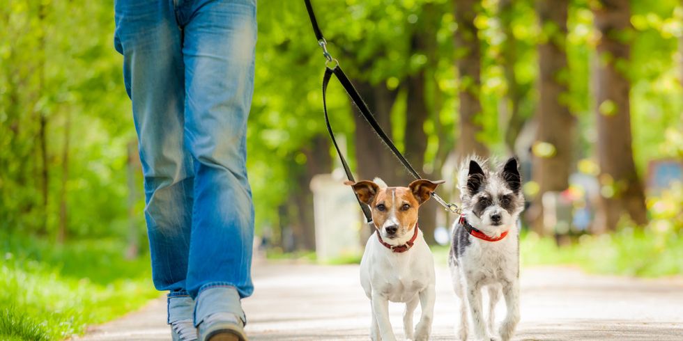 Zwei kleine Hunde werden von einer Frau an einer Leine durch den Park geführt