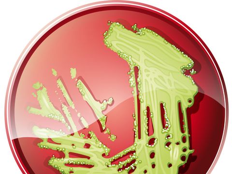 Bakterien in Keimschale Vektor Illustration