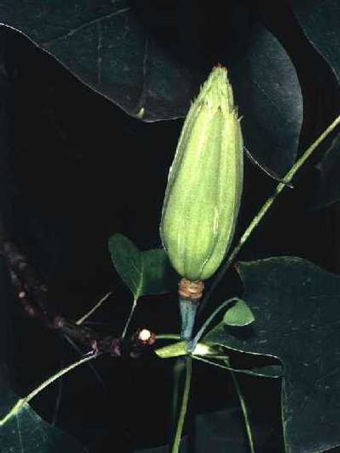 Tulpenbaum - Knospe und Blätter eines Tulpenbaums in Nahaufnahme