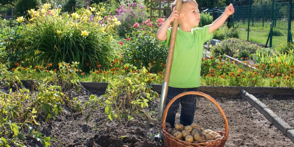 Kind im Garten mit Korb voller Kartoffeln