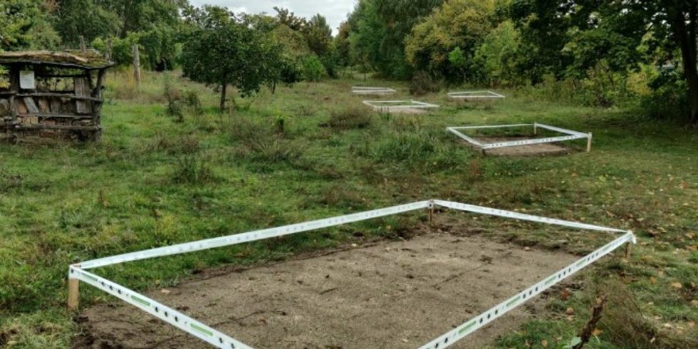 Wildblumenwiesen-Patches verteilt im Gelände am Britzer Zweigkanal nach der Fertigstellung Anfang Oktober 2020