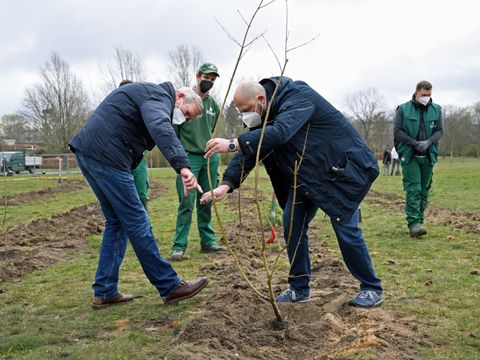 Bildvergrößerung: Im Vordergrund von links nach rechts: Prof. Dr. Habil, Hartmut Balder und Bezirksstadtrat Frank Bewig beim Beschneiden eines gerade gepflanzten Baumes