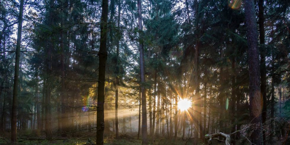 Vom Sonnenlicht durchfluteter Wald