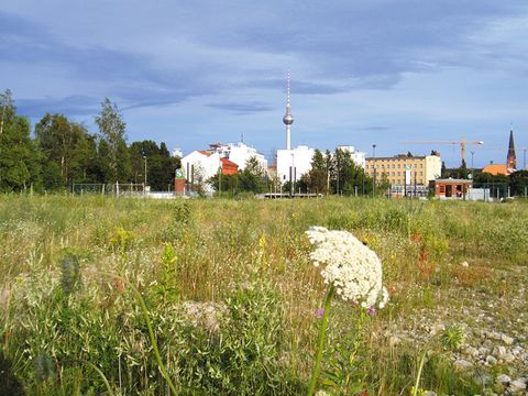 Saatgut gebietseigener Herkunft stärkt die Artenvielfalt in Grünflächen wie hier im Park am Nordbahnhof.