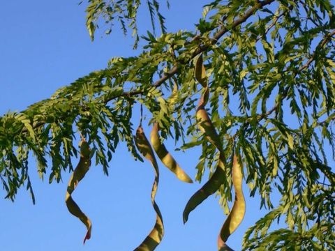 Bildvergrößerung: Blätter und Früchte des Lederhülsenbaumes