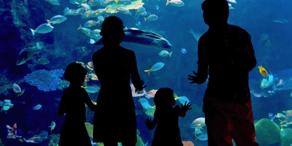 Familie steht vor einem Aquarium
