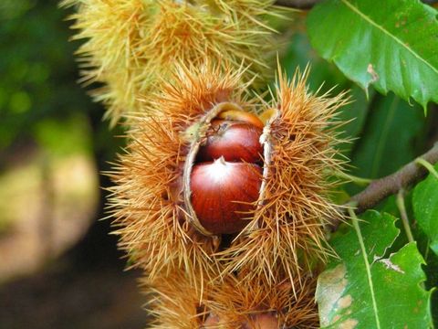 Bildvergrößerung: Früchte der Edel-Kastanie mit den braunen Maronen 