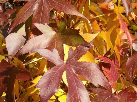 Bildvergrößerung: Blätter des Amerikanischen Amberbaumes mit Herbstfärbung 
