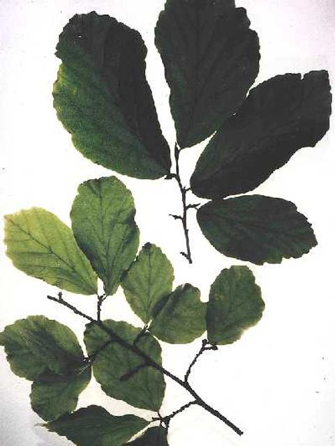 Blätter des Eisenholzbaums