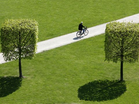 Bäume, die quadratisch zugeschnitten sind, mit Radfahrer im Hintergrund