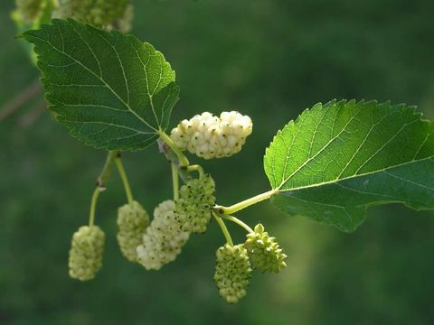 Bildvergrößerung: Blätter und Früchte des Weißen Maulbeerbaumes