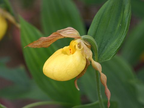 Frauenschuh-Orchidee (Cypripedium) 
