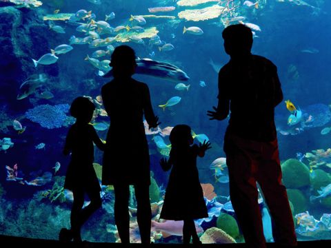Familie steht vor einem Aquarium
