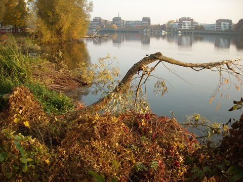 Ein Pflanzengürtel entlang des Ufers ergänzt das Totholz