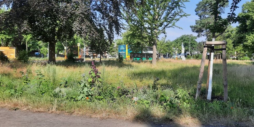 Betty-Hirsch-Platz wird bestäuberfreundlich bepflanzt