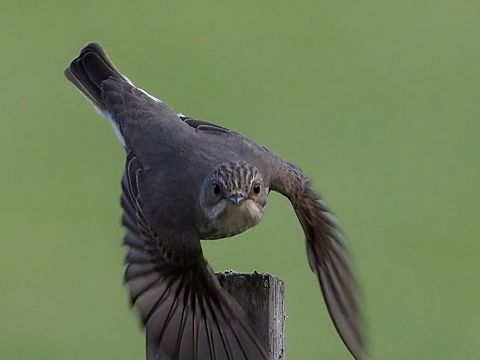 Der Grauschnäpper fliegend