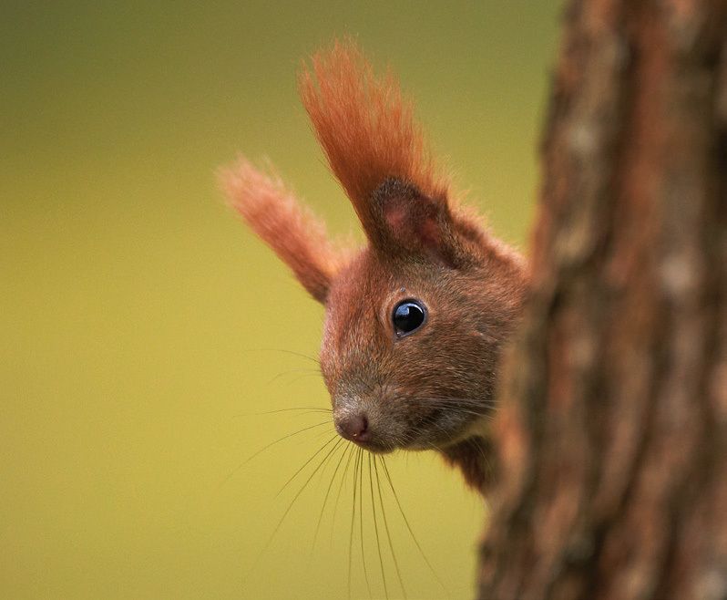 Bildvergrößerung: Ein rotbraunes Eichhörnchen lugt hinter einem Baumstamm hervor. Aufmerksam blickt es mit seinen schwarzen runden Augen zum Betrachter. Das Tier hat einen rundlichen Kopf mit einer spitz zulaufenden Nase. Über den Augen sowie von der Nasenspitze und den Wangen stehen lange Tasthaare ab. Die steil aufgerichteten Ohren sind klein und rund. Auffallend ist ein dichter Haarwuchs an den oberen Enden der Ohren. Sie werden deshalb auch „Pinselohren“ genannt.