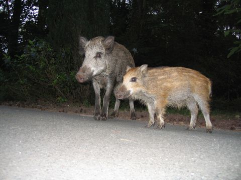Wildschweine, Foto: Derk Ehlert, Jagdreferent des Landes Berlin