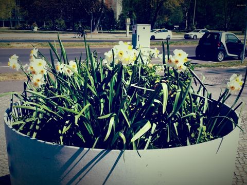 Blumen auf Hansaplatz