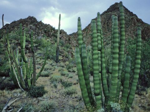 Bildvergrößerung: Kaktus (Stenocereus thurberi)