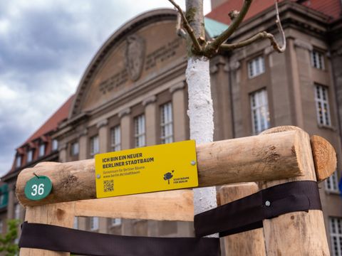 Bildvergrößerung: Stadtbaumkampagne - neuer Baum mit Tafel vorm Rathaus Spandau