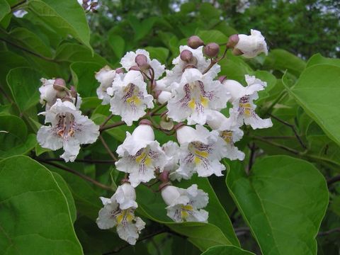 Bildvergrößerung: Blätter und Blüten des Trompetenbaumes 