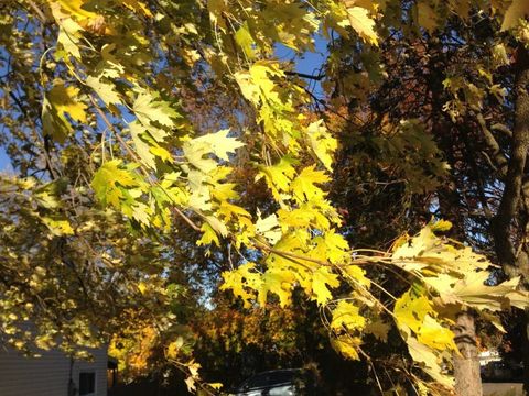 Bildvergrößerung: Blätter mit Herbstfärbung vom Silber-Ahorn 