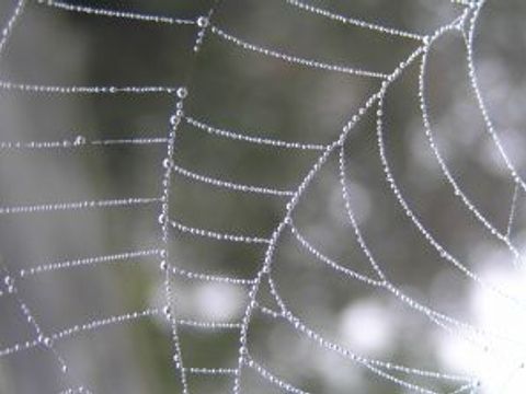 Ein Spinnennetz als Sinnbild für unsere Sitemap (zum Vergrößern des Bildes bitte anklicken) - Foto von Andrei Ghergar