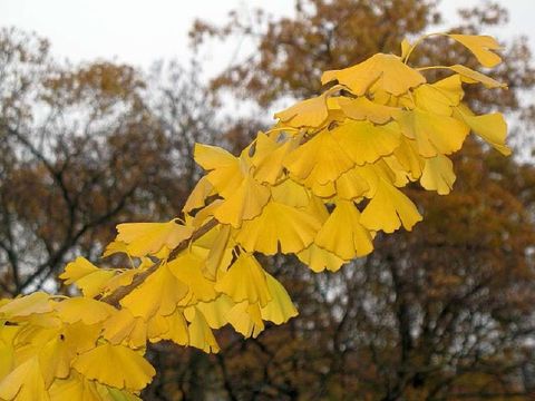 Bildvergrößerung: Ginkgoblätter mit Herbstfärbung