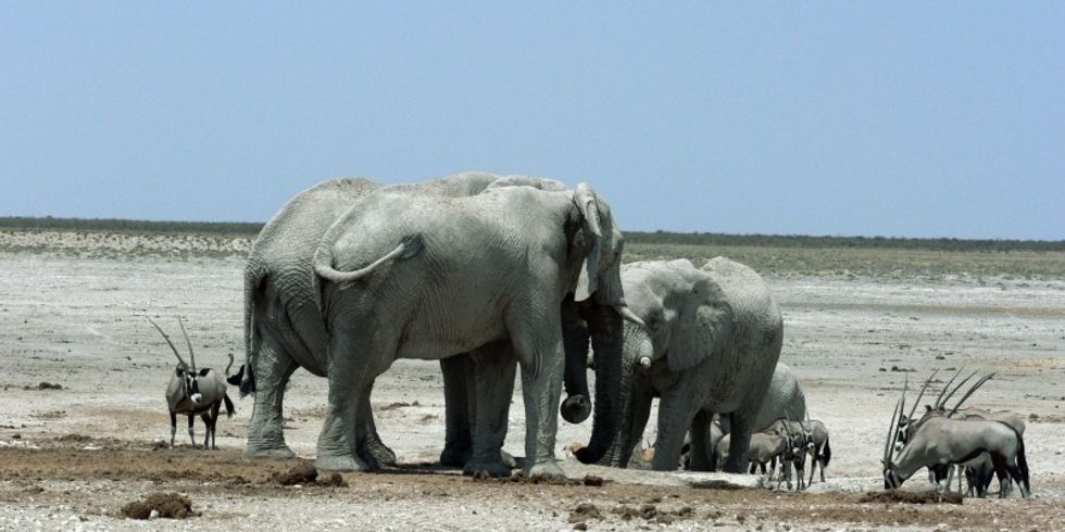 Elefanten in freier Wildbahn