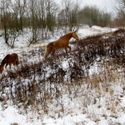 Bildvergrößerung: Pferde im Gelände im Winter